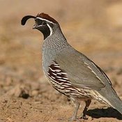 Gambel's Quail